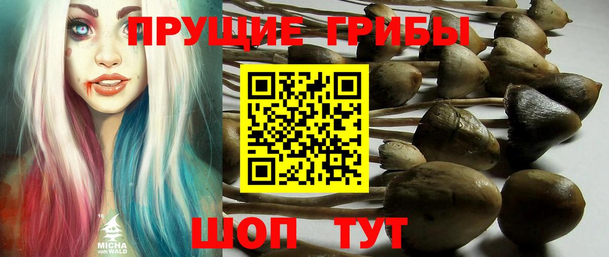 Псилоцибиновые грибы ЛСД  Вход с VPN  Псилоцибиновые грибы MAGIC MUSHROOMS  Зеленогорск 